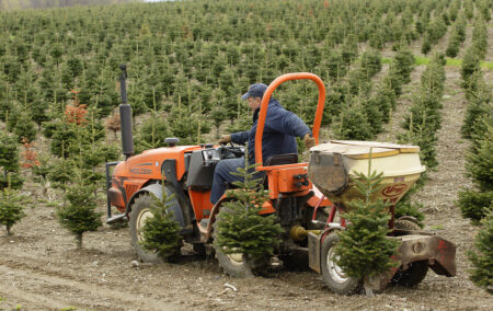 Spring - Growing Process - Downey & Roberge Plantations Inc. Quality Christmas Trees