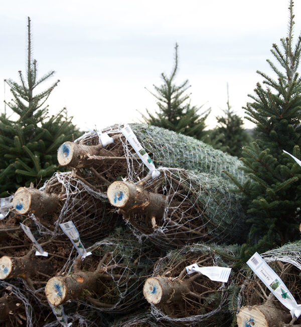 Mountain Balsam Fir - Downey & Roberge Plantations Inc. Quality Christmas Trees