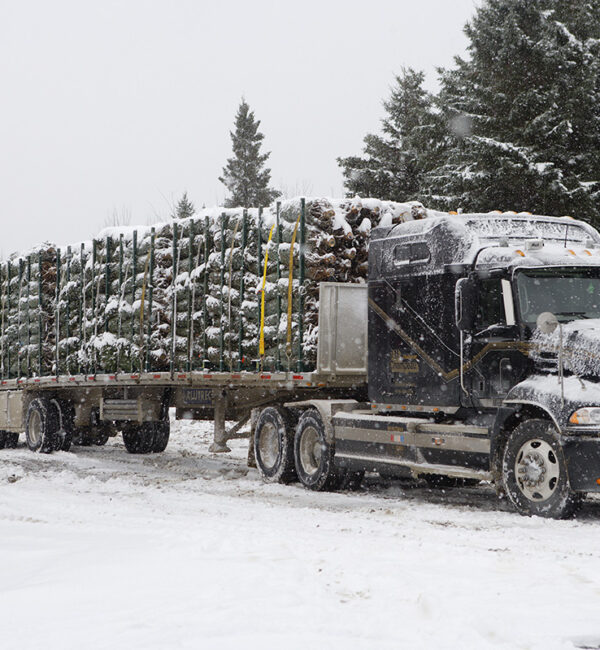 Winter - Growing Process - Downey & Roberge Plantations Inc. Quality Christmas Trees