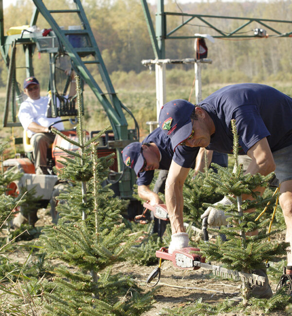 Summer - Growing Process - Downey & Roberge Plantations Inc. Quality Christmas Trees