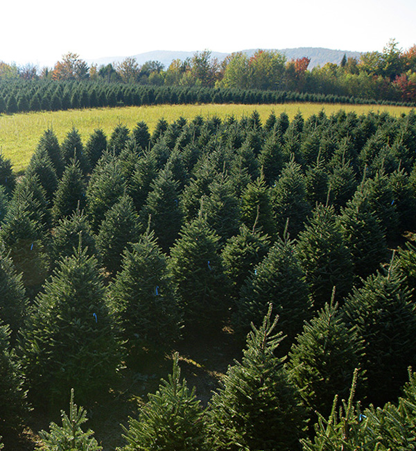 Mountain Balsam Fir - Downey & Roberge Plantations Inc. Quality Christmas Trees