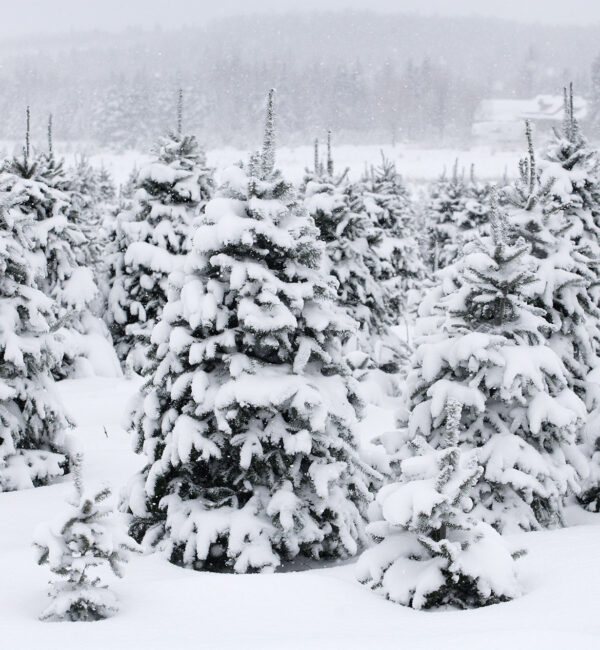 Mountain Fraser Fir - Downey & Roberge Plantations Inc. Quality Christmas Trees