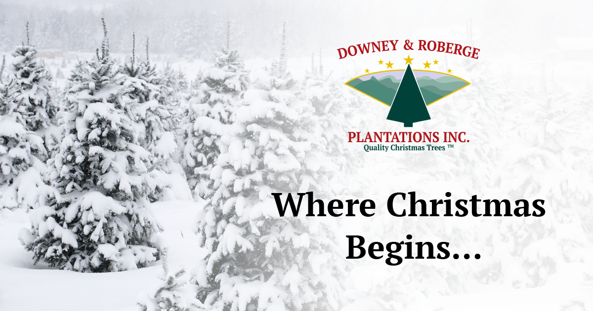 Downey & Roberge Plantations Inc. Quality Christmas Trees