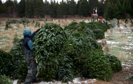 Winter - Growing Process - Downey & Roberge Plantations Inc. Quality Christmas Trees
